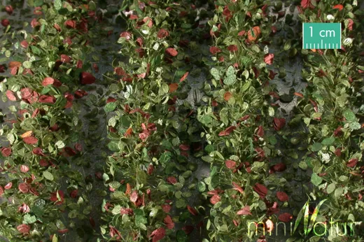 Agrarstreifen mit Blättern Grösse ca. 210 cm / Frühherbst