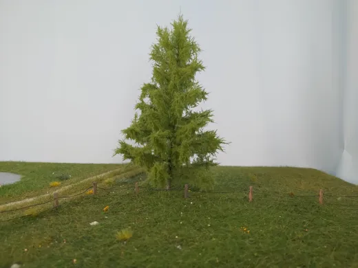 Lärche 2 Stück 8cm / Sommer